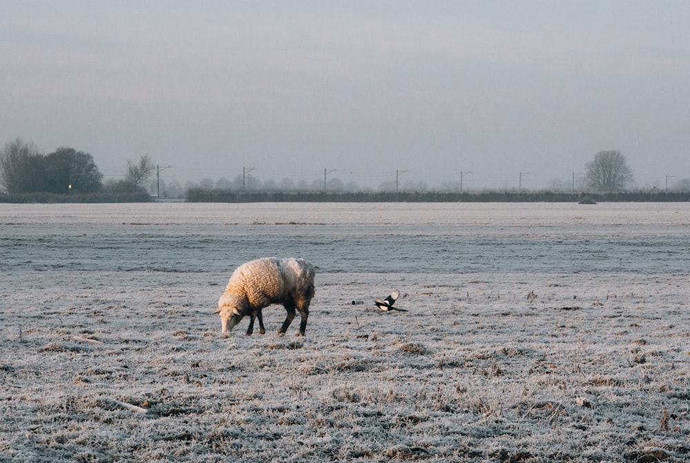a sheep grazes in a field covered in frost