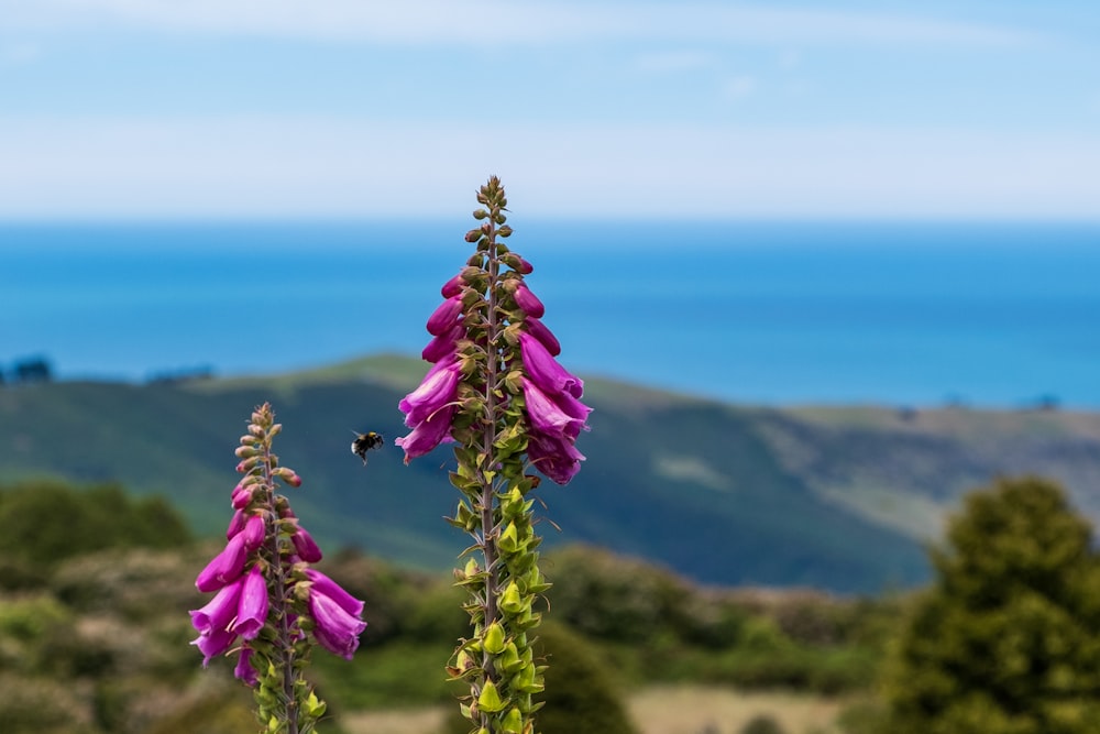 ein paar lila Blumen sitzen auf einem üppigen grünen Feld