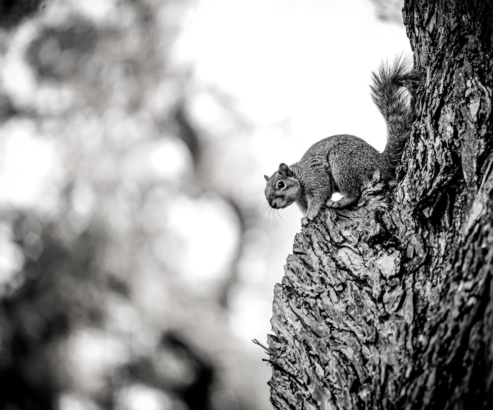 a black and white photo of a squirrel on a tree