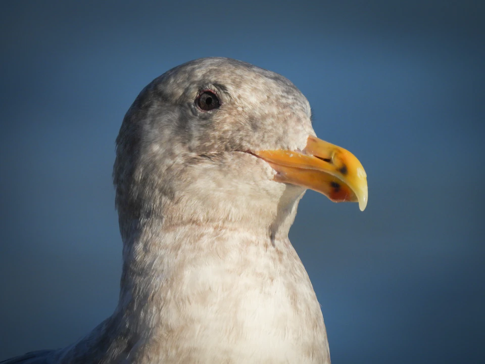 The image shows a close-up view of a seagull's head and neck, with its beak slightly open. The bird is facing to the right side of the frame, giving us a clear view of its features. Its feathers are white in color, providing a stark contrast against the blue background. The bird appears to be in good health and well-cared for, as it has a small amount of fur on its neck.