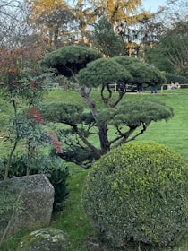 A well-manicured garden with a prominent sculpted tree featuring multiple layers of dense green foliage. The surrounding area includes various shrubs, a large rounded bush, and a few red flowers. In the background, people are sitting on the grass, enjoying the outdoors.