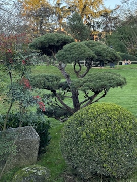 A well-manicured garden with a prominent sculpted tree featuring multiple layers of dense green foliage. The surrounding area includes various shrubs, a large rounded bush, and a few red flowers. In the background, people are sitting on the grass, enjoying the outdoors.