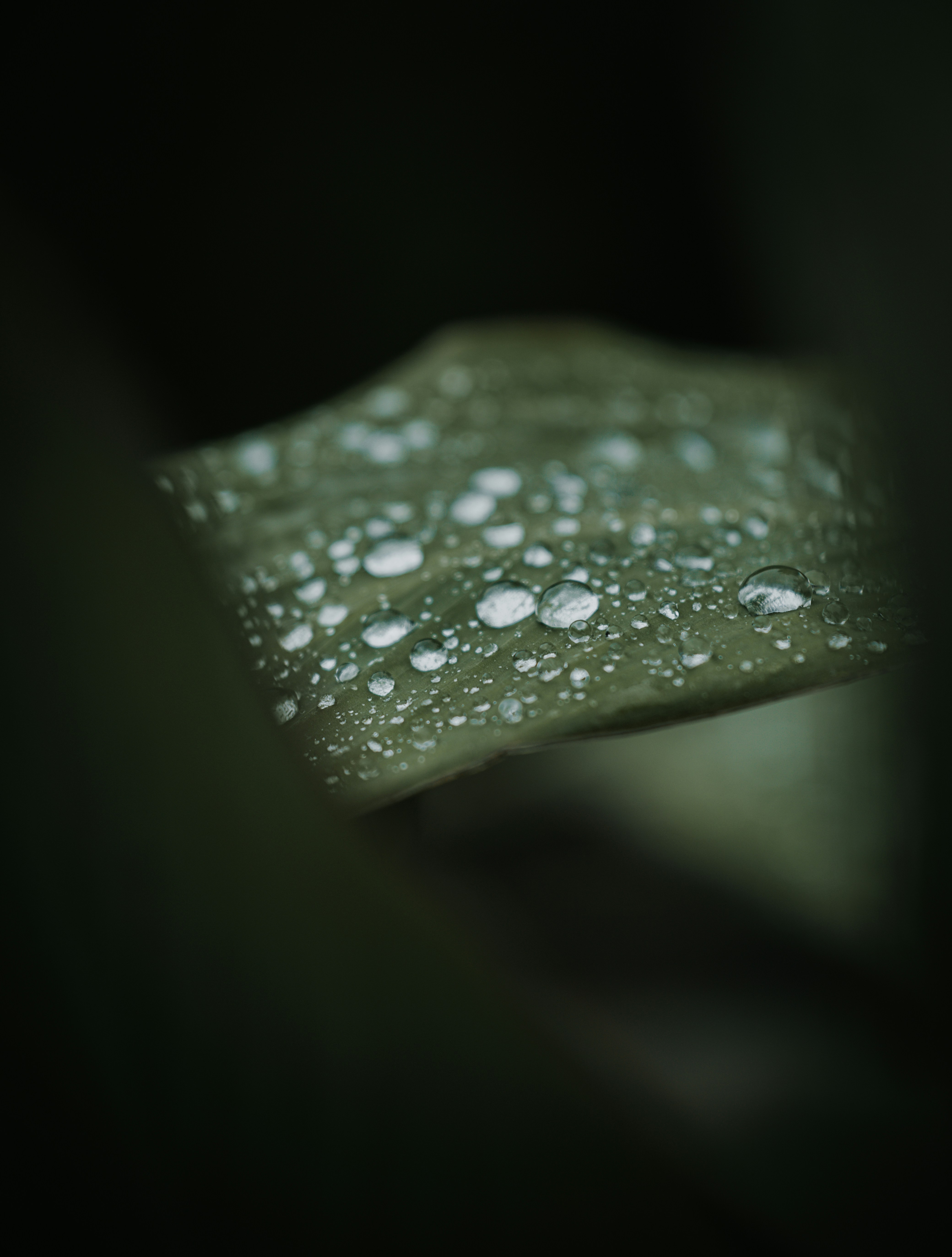 Photo by jeffersonsees