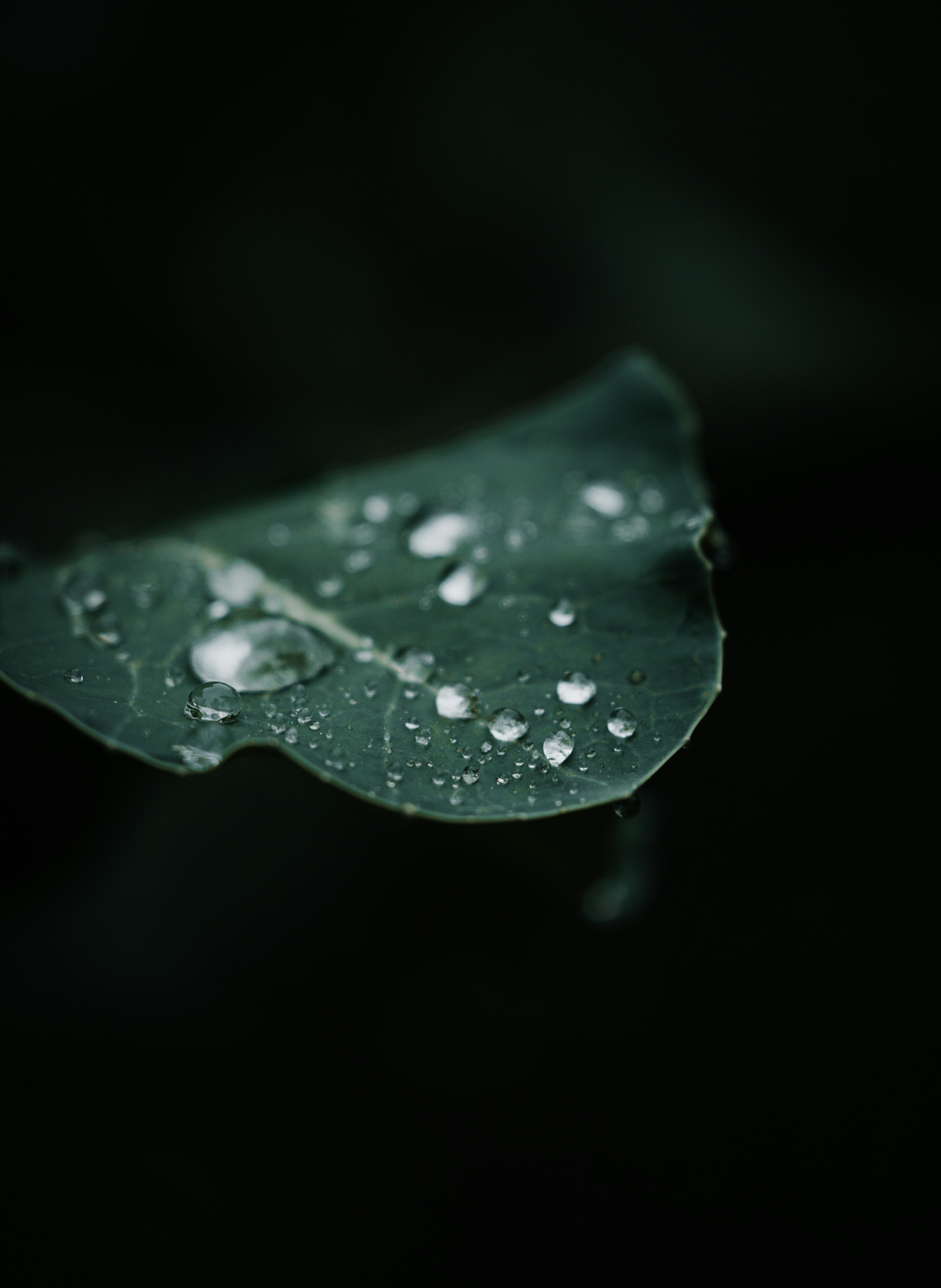 Photo by jeffersonsees