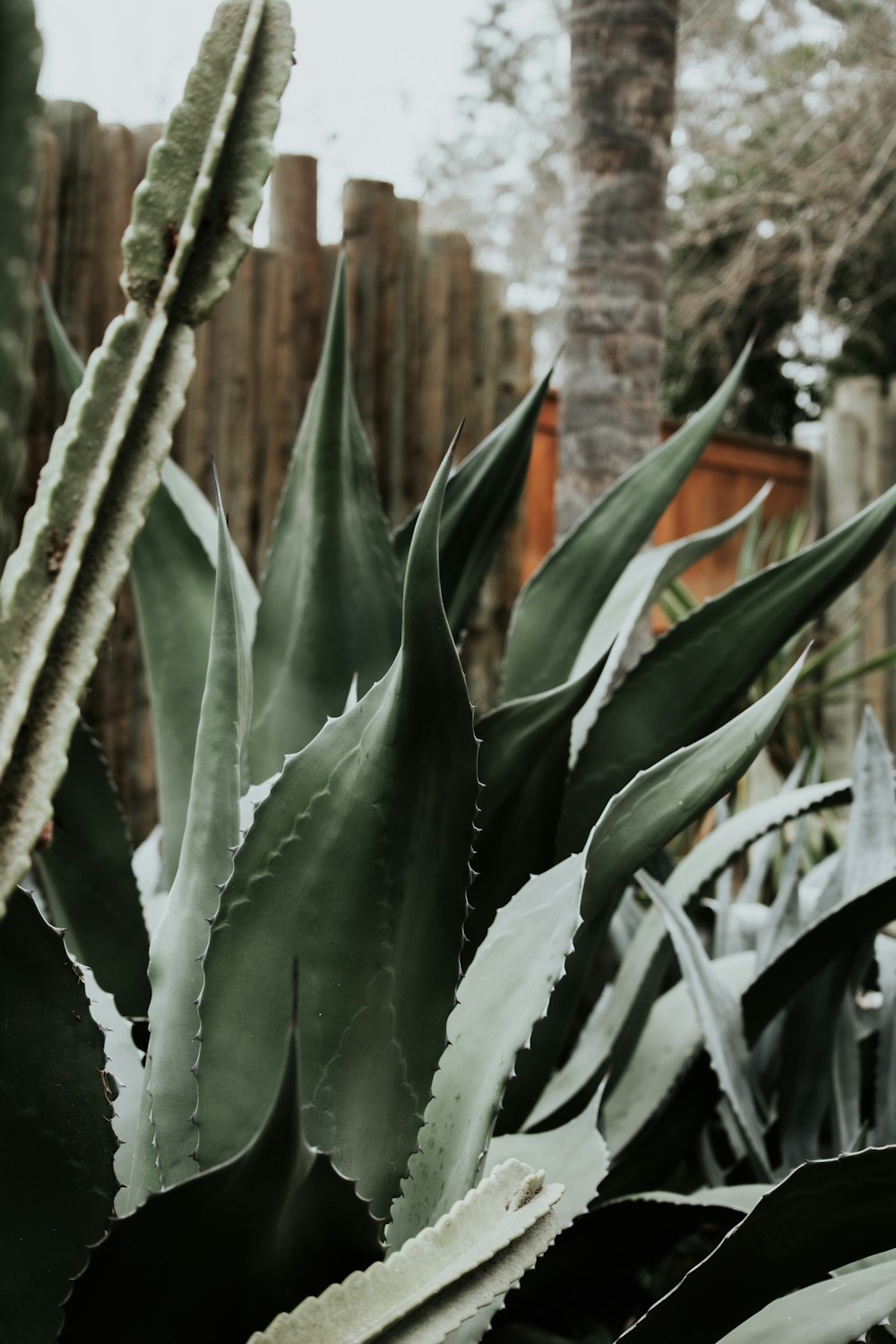 a close up of a green plant in a garden