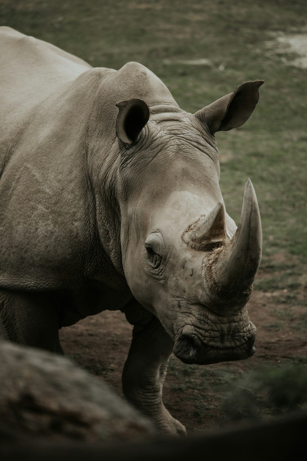 a rhino standing on top of a lush green field