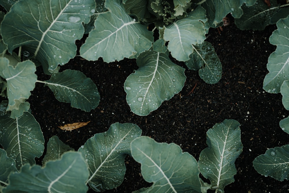 a close up of a green plant with leaves