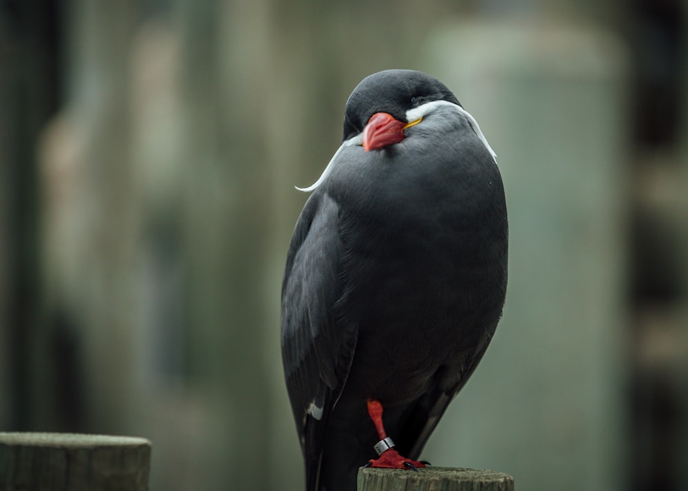 a black bird with a red beak sitting on a wooden post