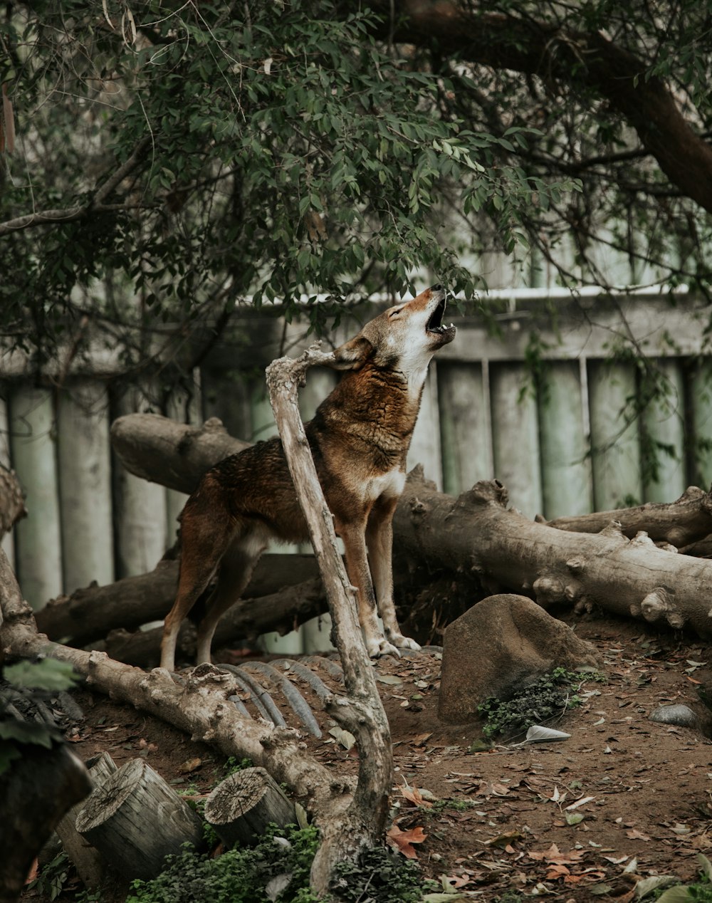 a wolf standing on top of a pile of wood