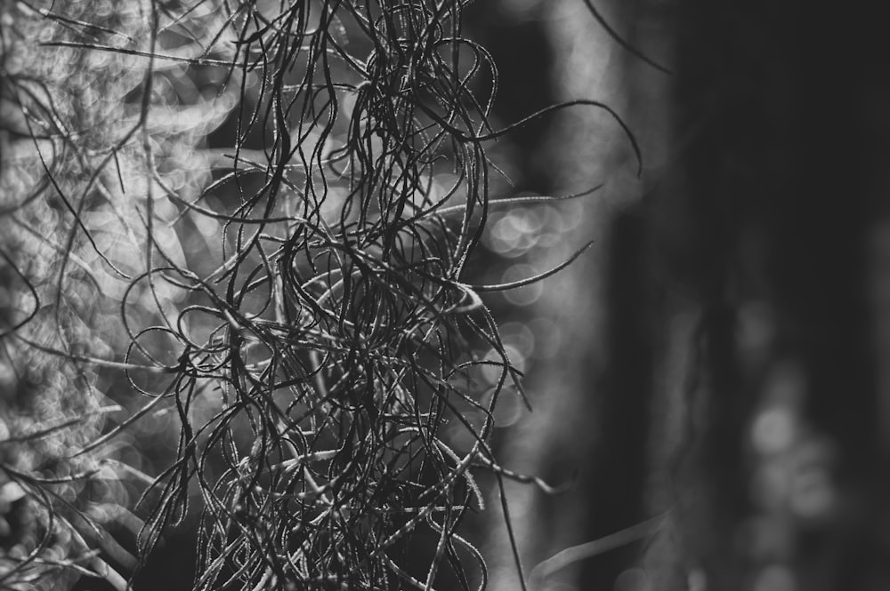 a black and white photo of a bunch of vines