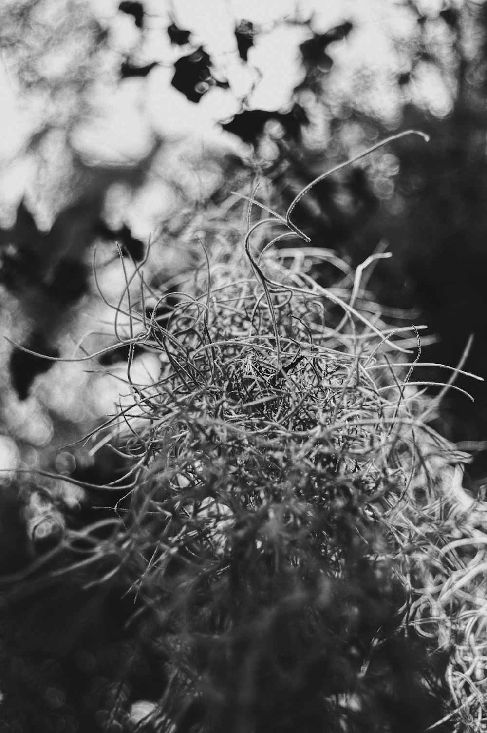 a black and white photo of a cactus