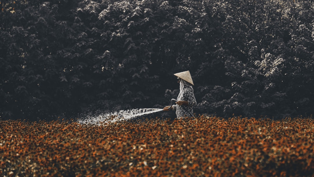 옥수수 삶는법