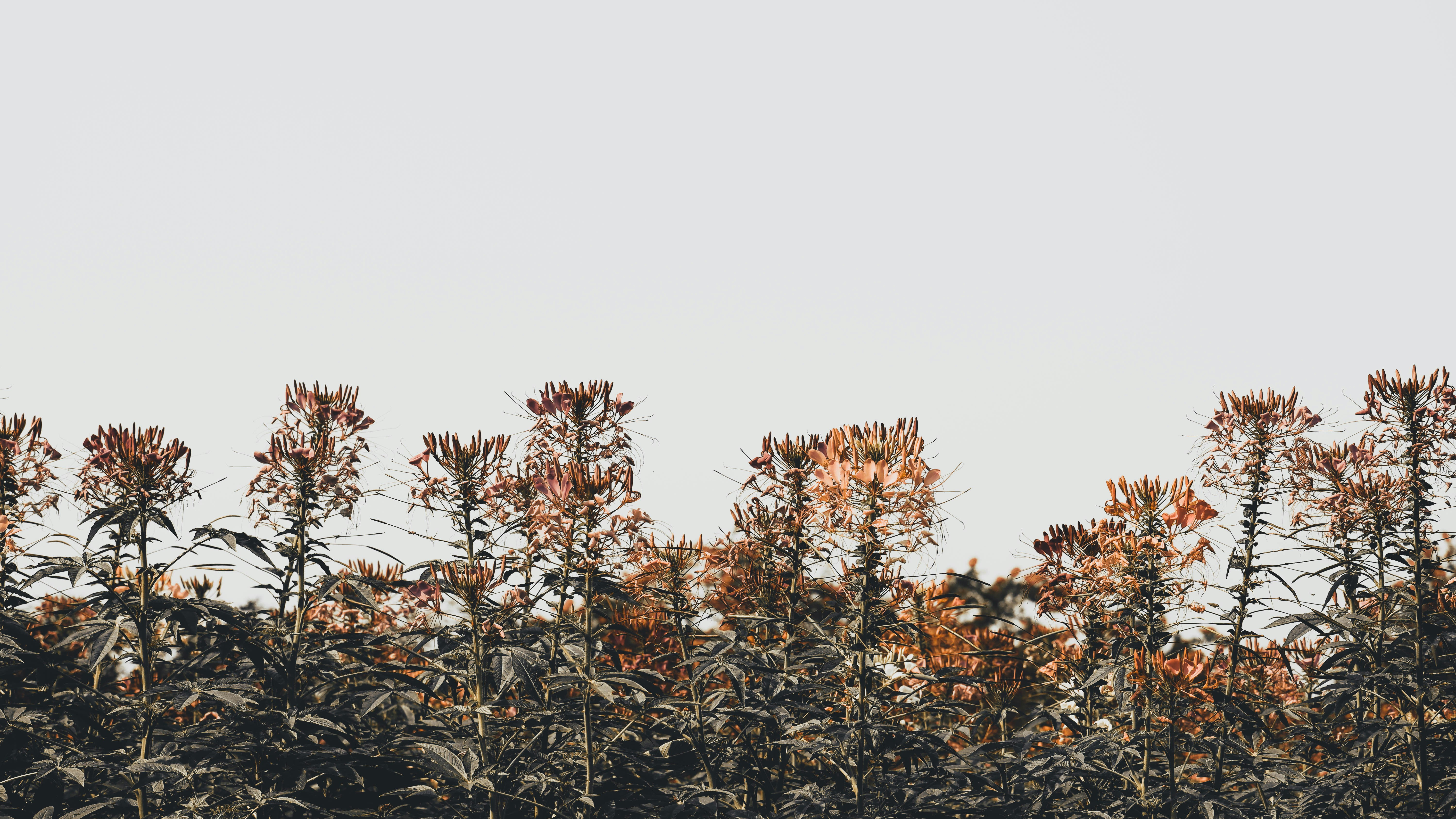 Photo by dying_apricity