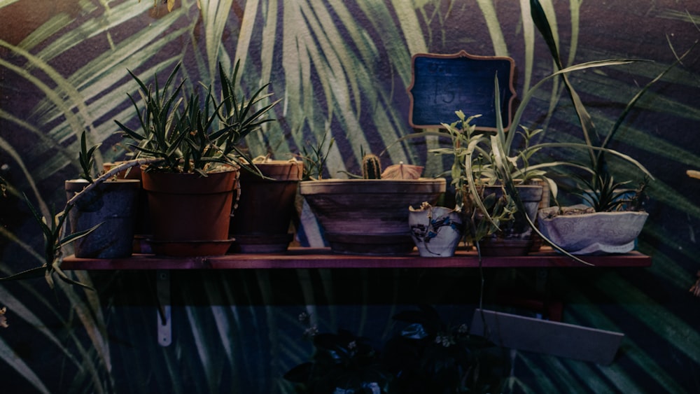 a shelf filled with potted plants on top of a wall