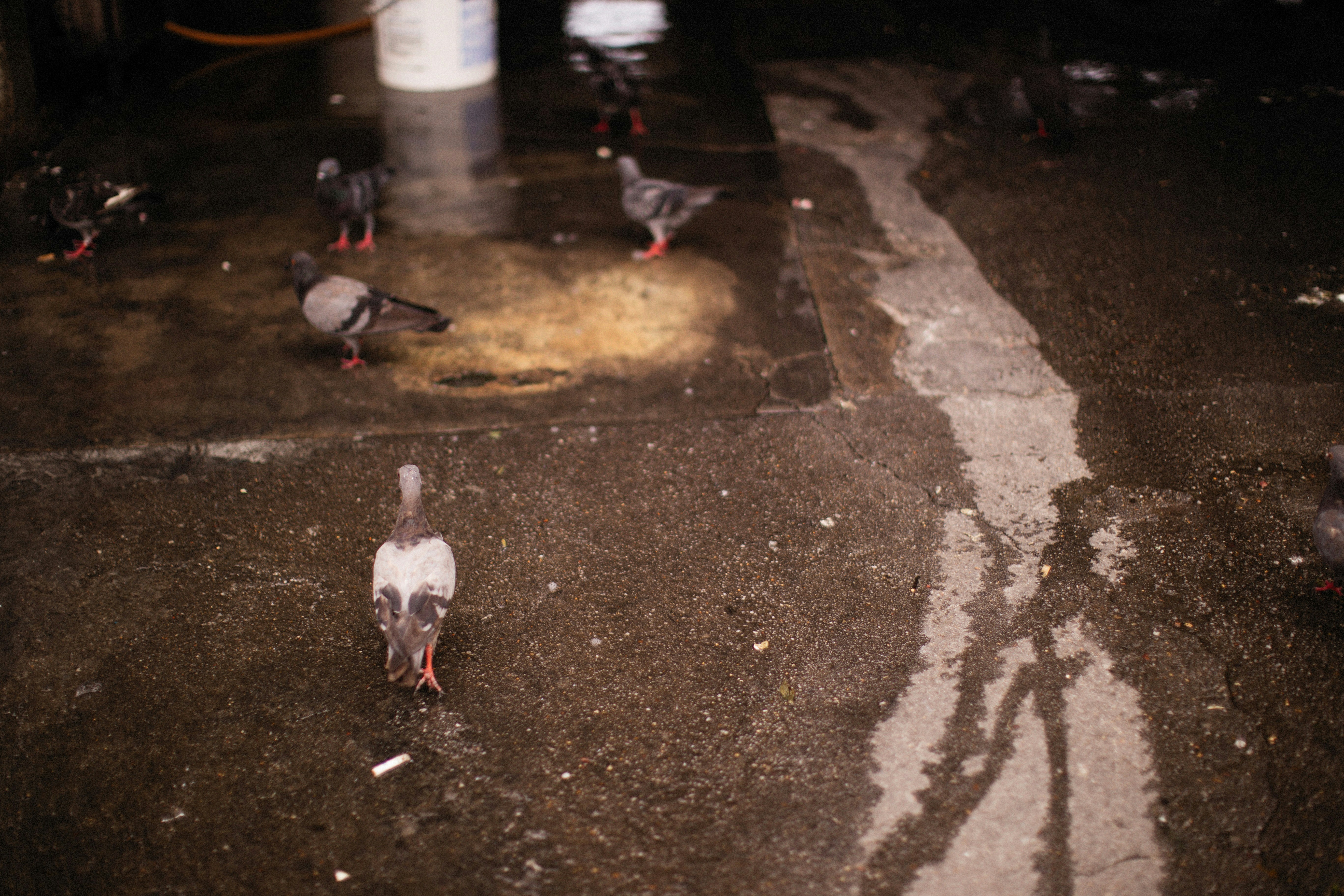 a flock of birds standing on top of a cement ground
