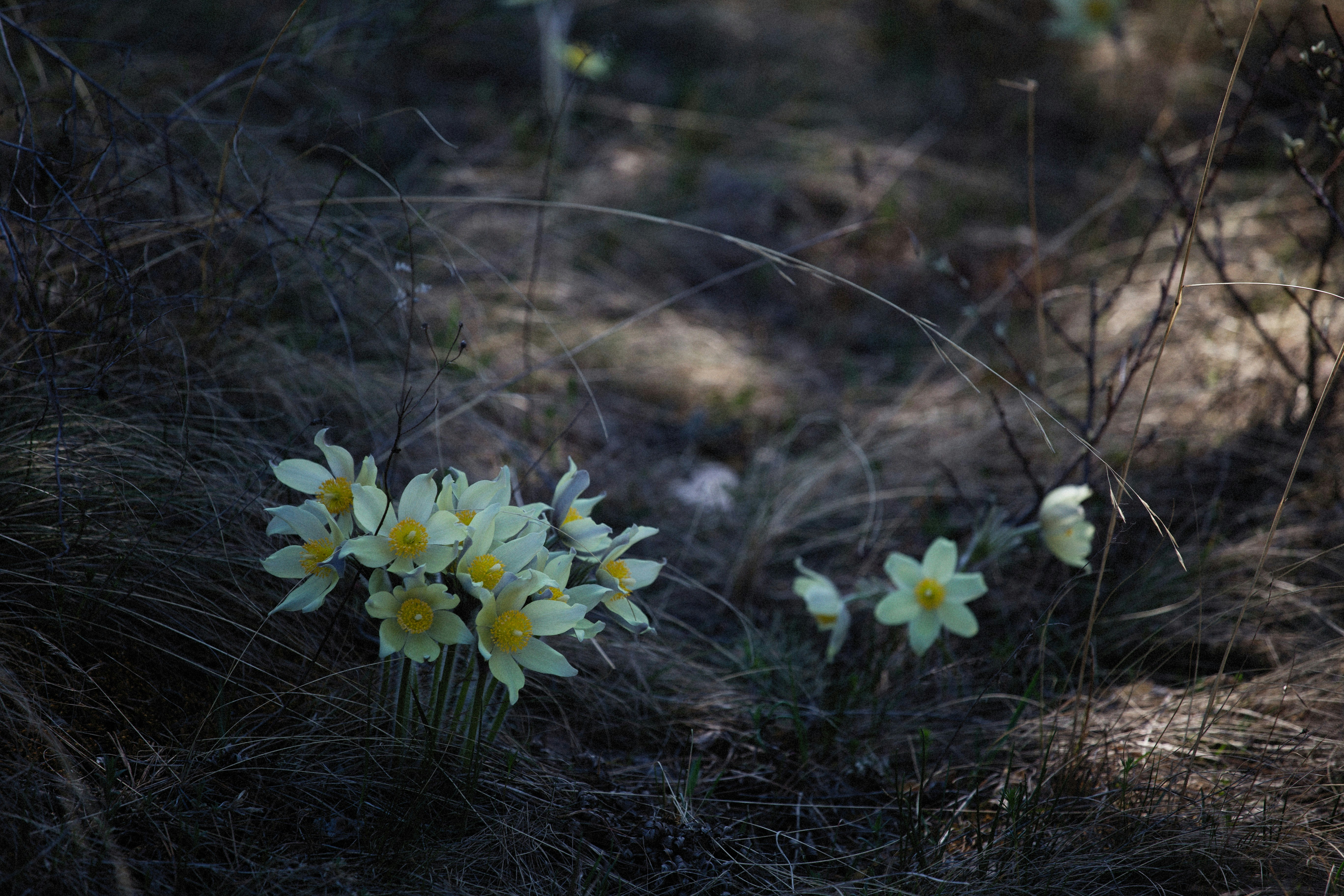 Photo by alexeydemidov