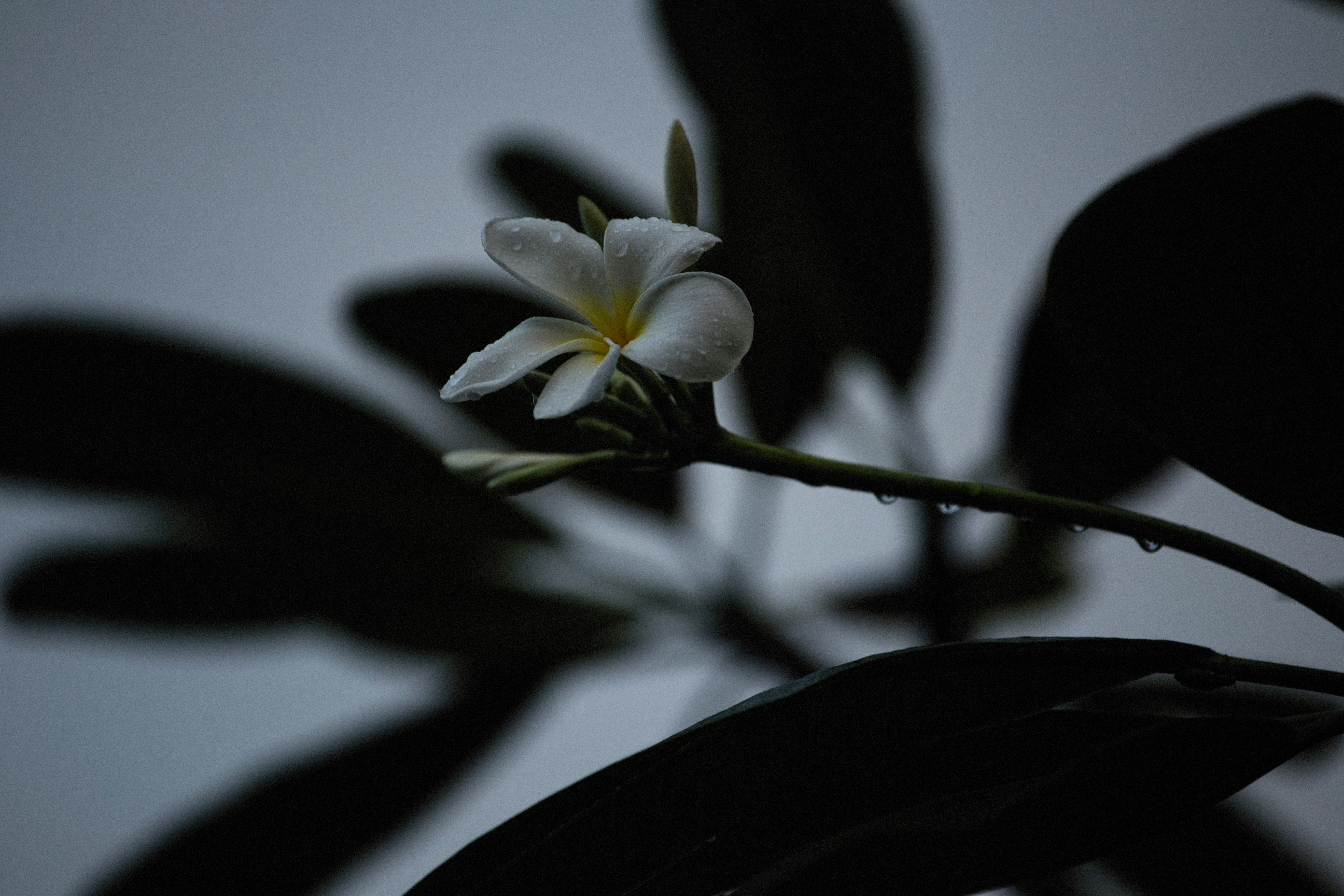 Photo by alexeydemidov