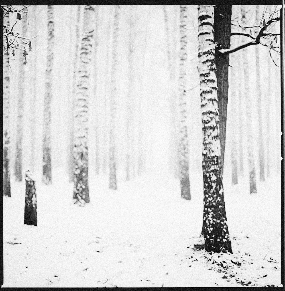 a black and white photo of trees in the snow