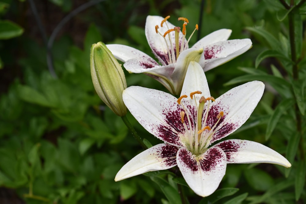 a close up of two white and red flowers