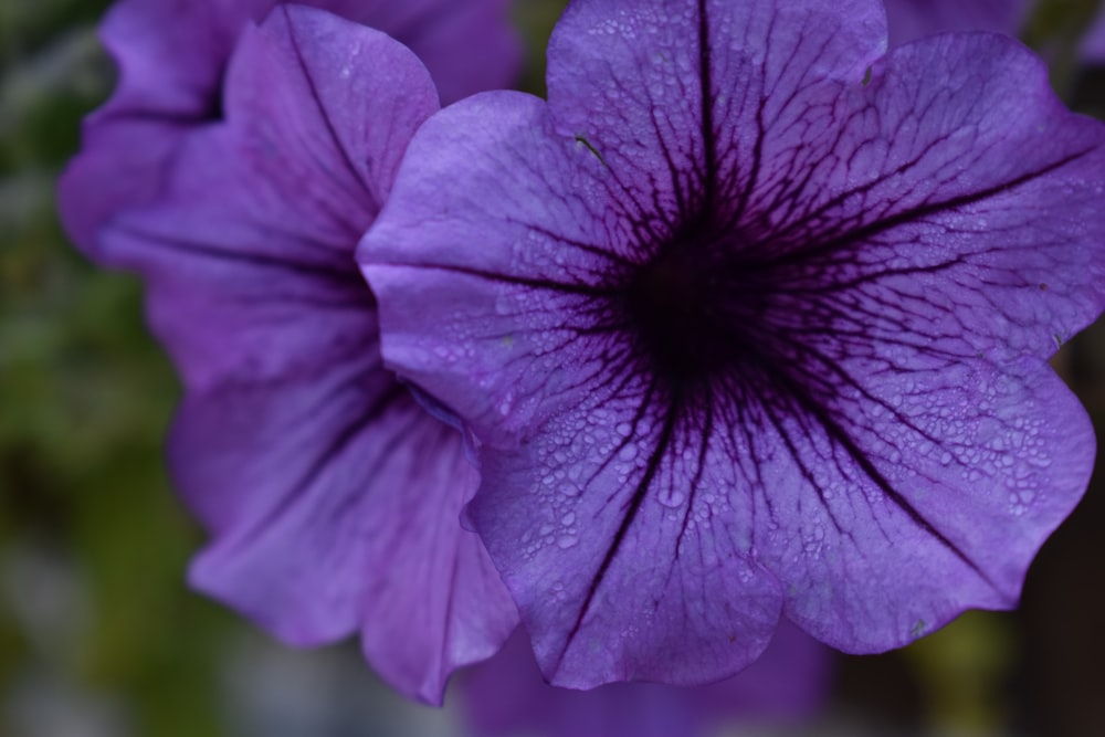 un primo piano di un fiore viola con gocce d'acqua su di esso