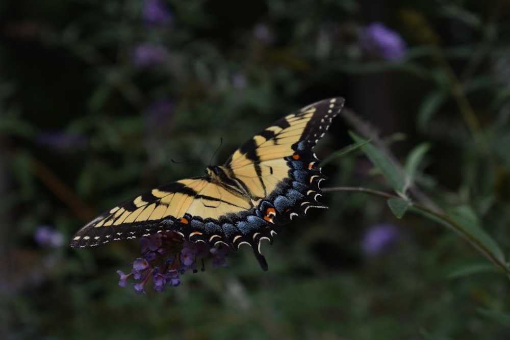 a yellow and black butterfly sitting on a purple flower