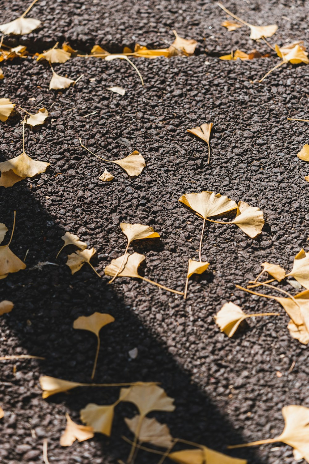 a close up of leaves on the ground