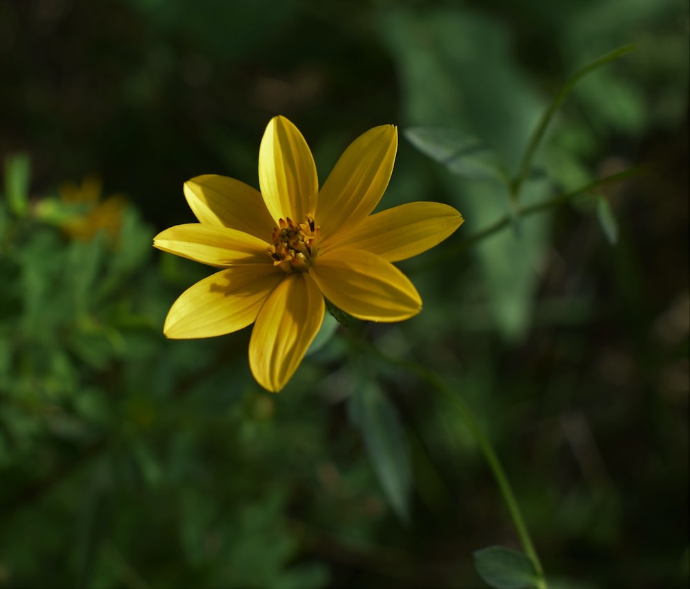 a yellow flower with green leaves in the background