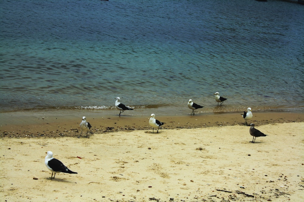 a group of seagulls standing on a beach next to a body of water
