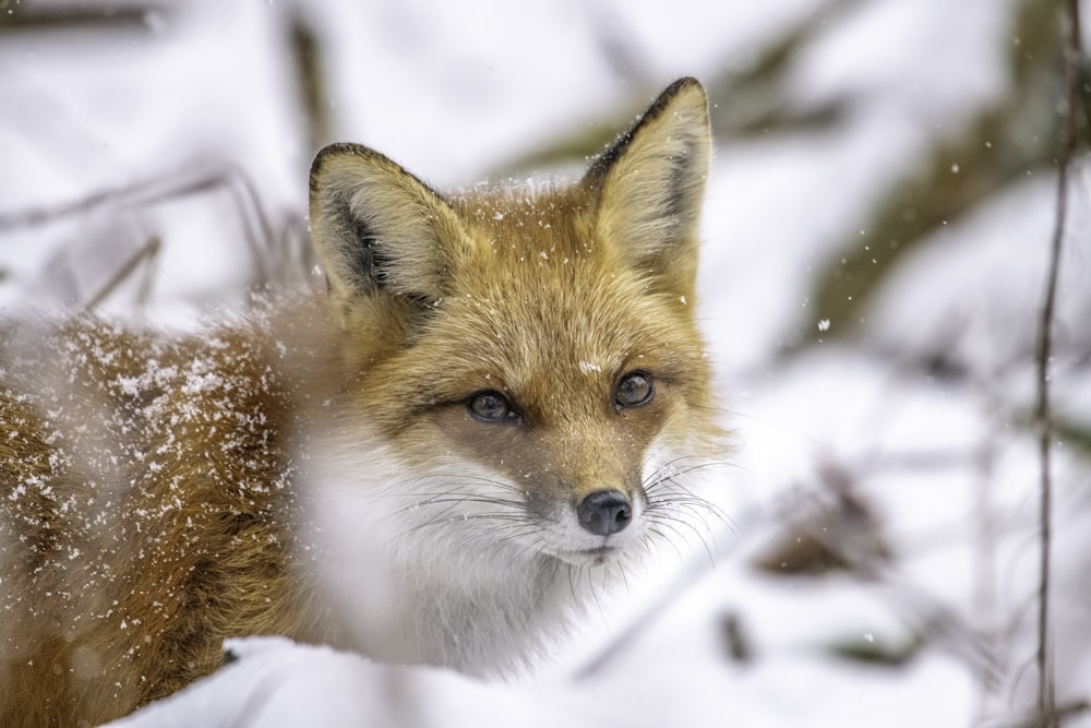 a close up of a fox in the snow