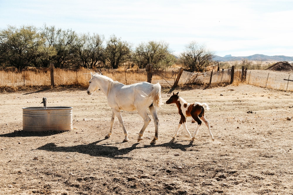 a baby horse walking next to an adult horse