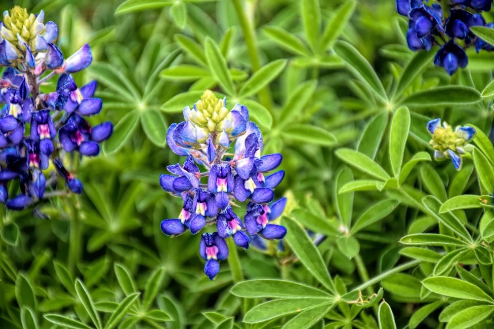 a group of blue flowers with green leaves