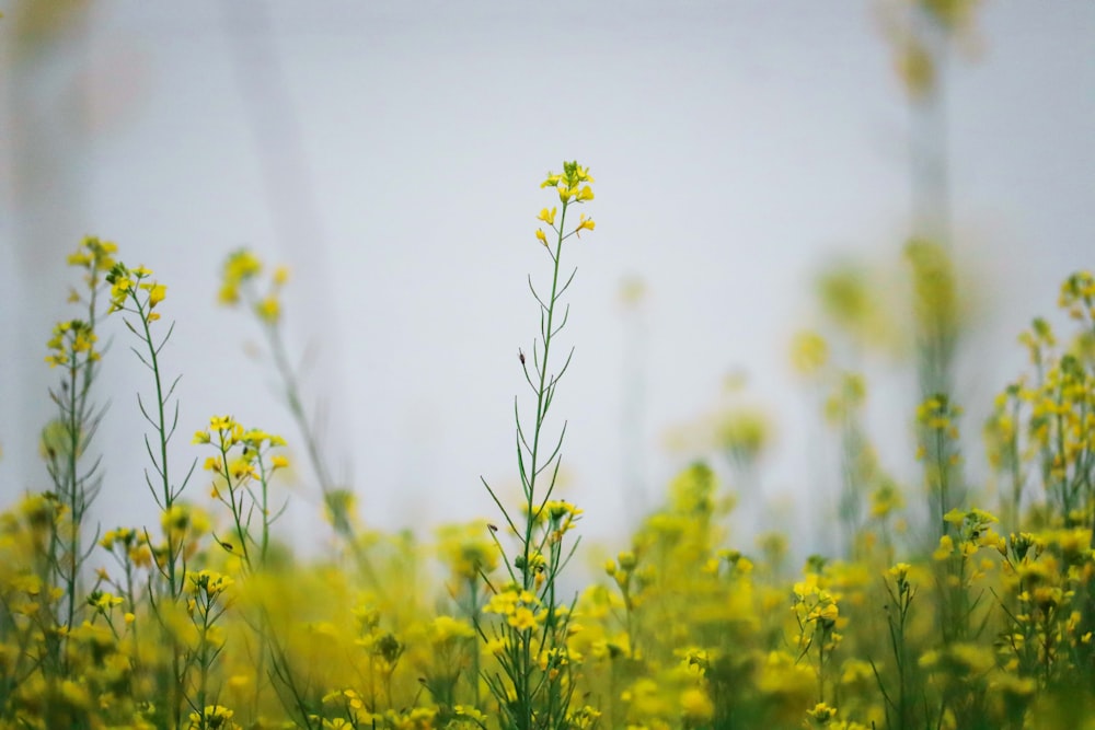 a field of yellow flowers with a sky background