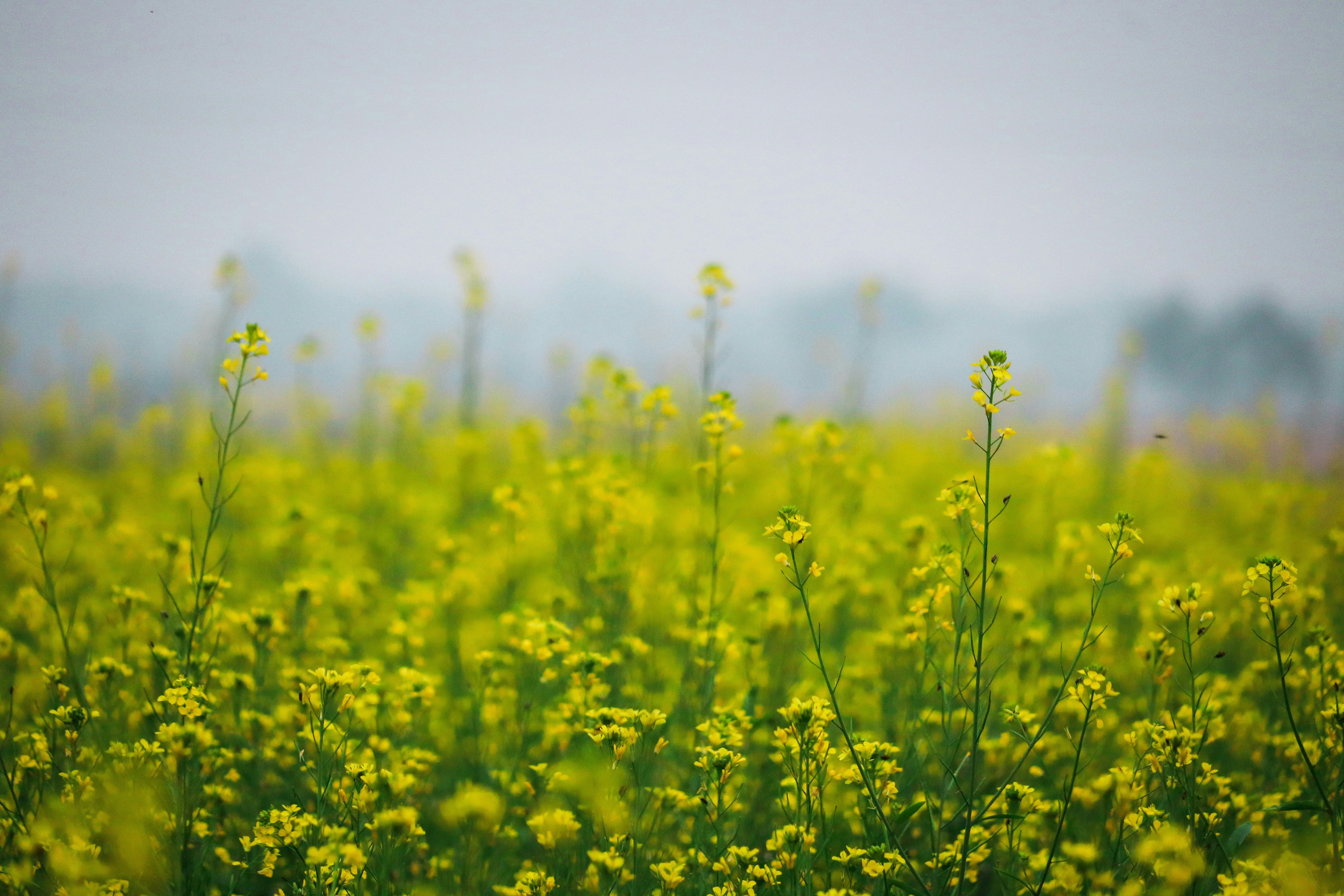 Ein Feld voller gelber Blumen an einem nebligen Tag