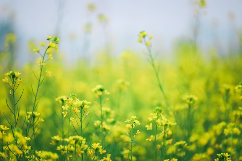 a field full of green and yellow flowers