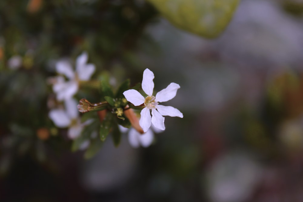 Un primer plano de una pequeña flor blanca