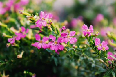 a bunch of pink flowers that are blooming