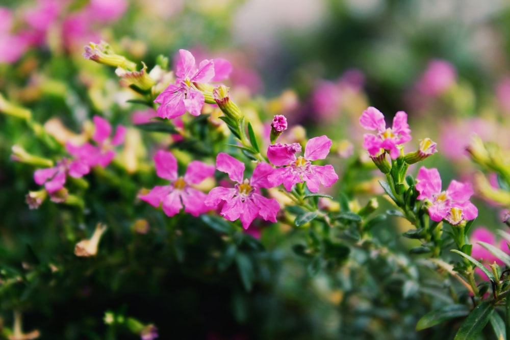 a bunch of pink flowers that are blooming