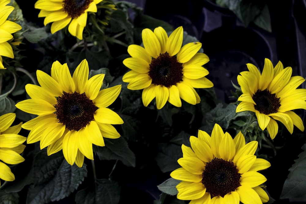 a bunch of yellow sunflowers with green leaves