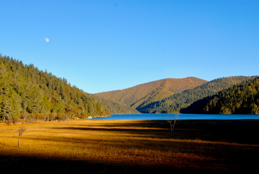 a large body of water surrounded by a forest