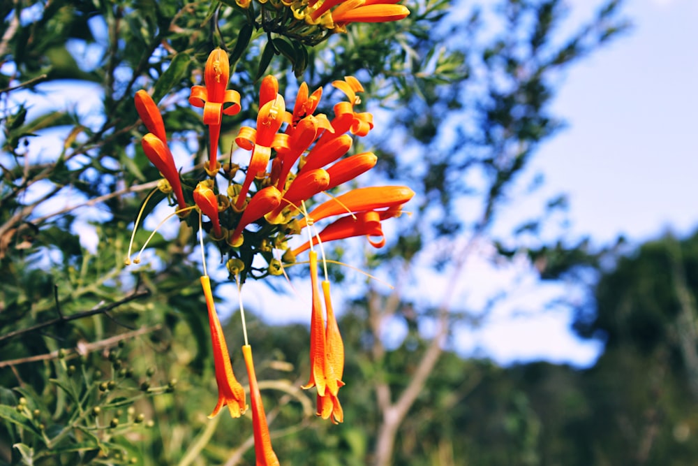 a close up of an orange flower on a tree