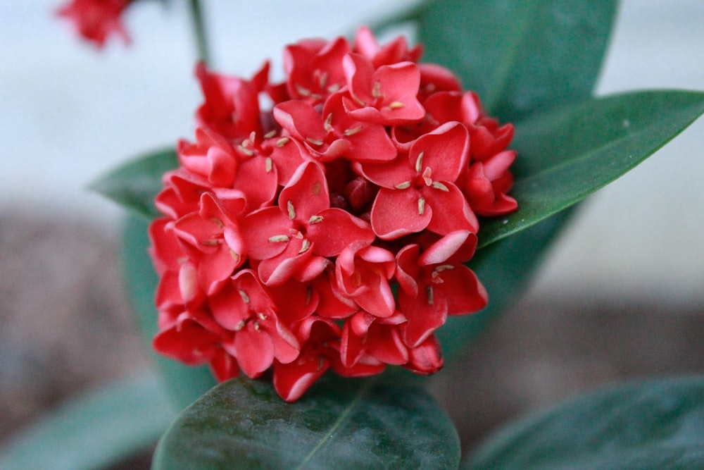 a close up of a red flower with green leaves