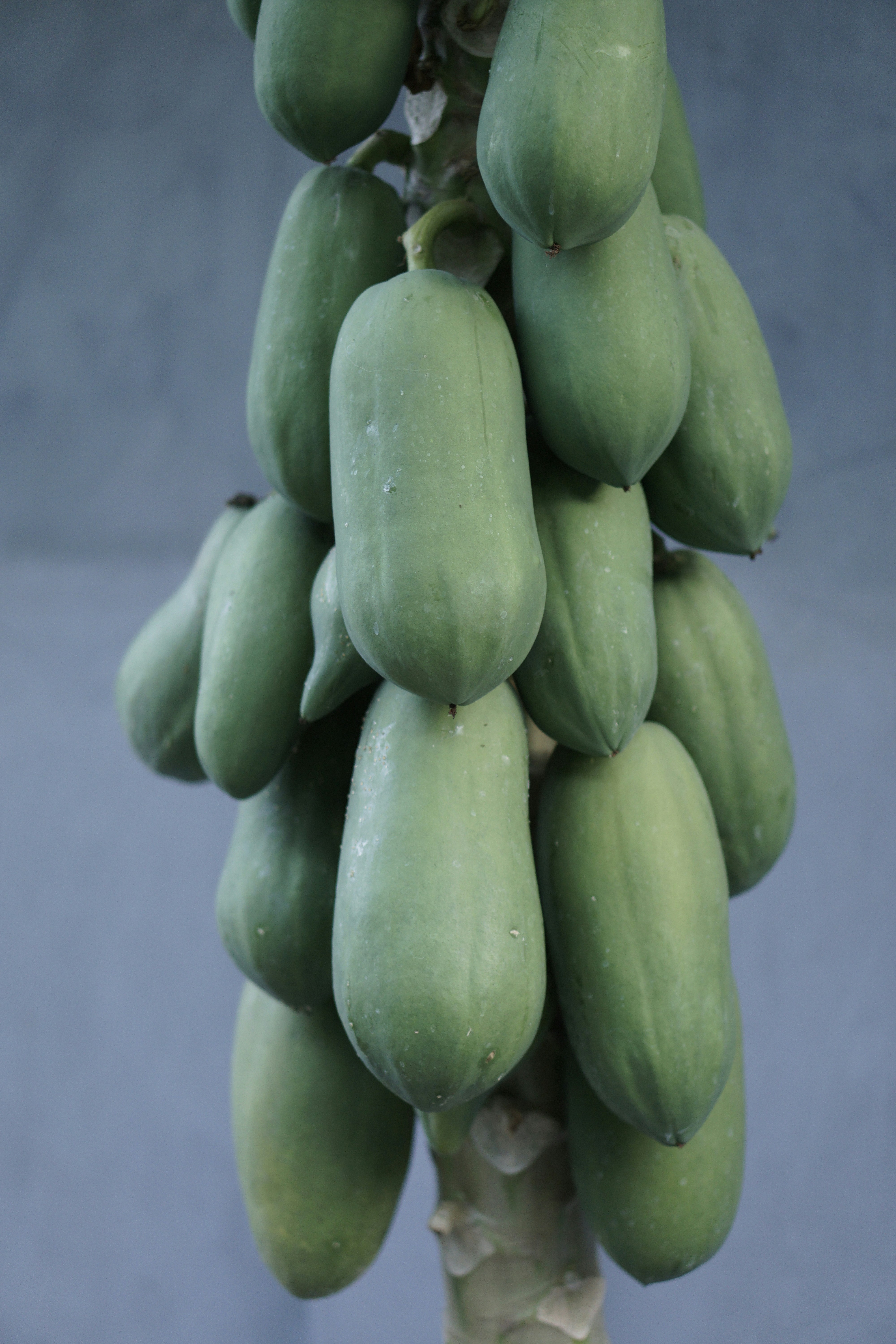 Benefits of Eating Papaya Before Bed