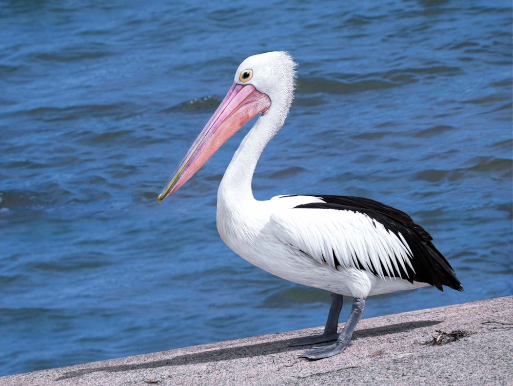 a pelican standing on a ledge near the water