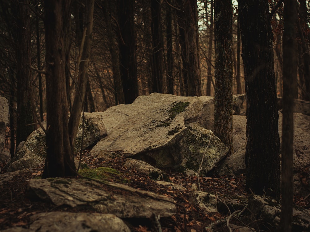 a large rock in the middle of a forest