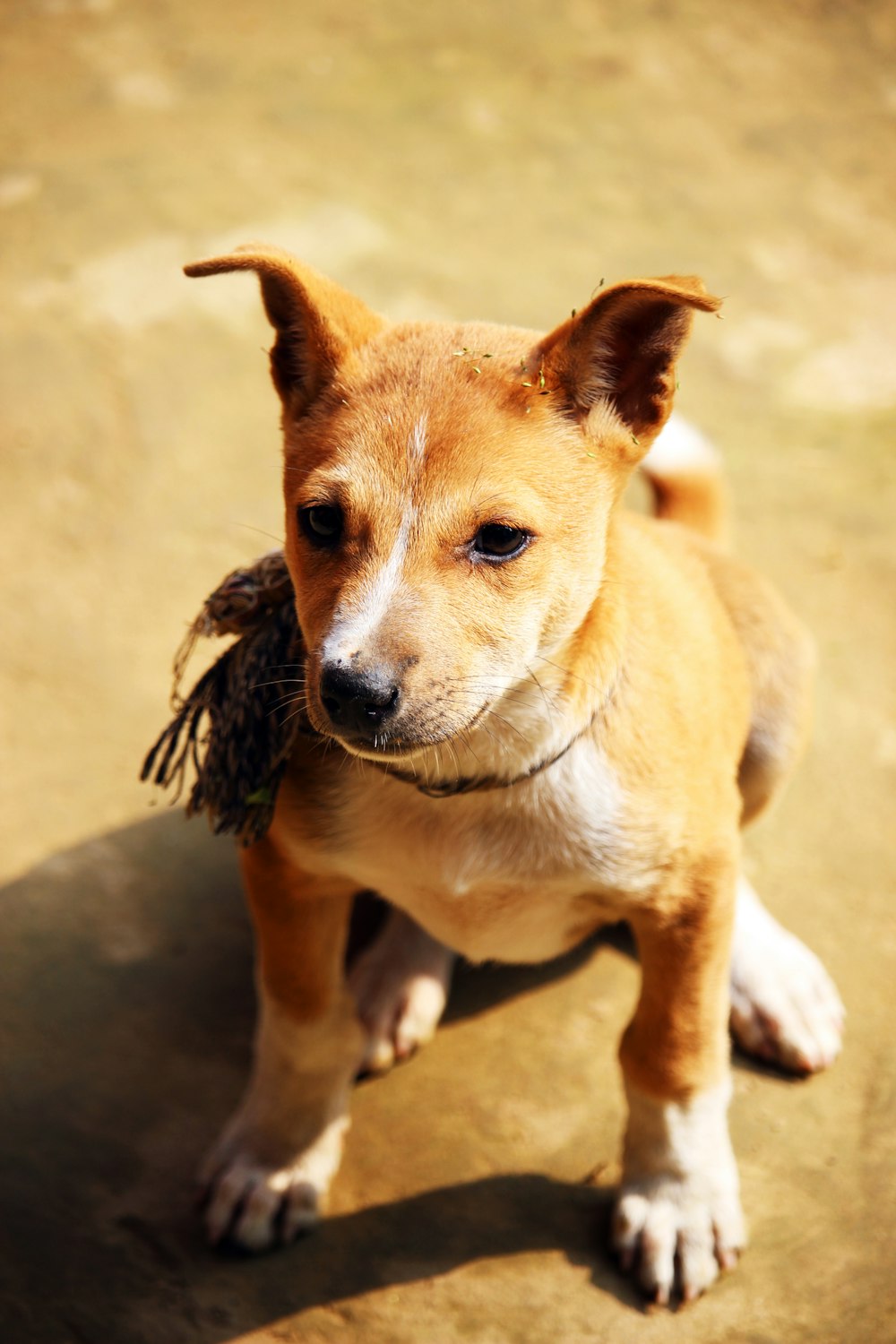 a small brown dog standing on top of a dirt field