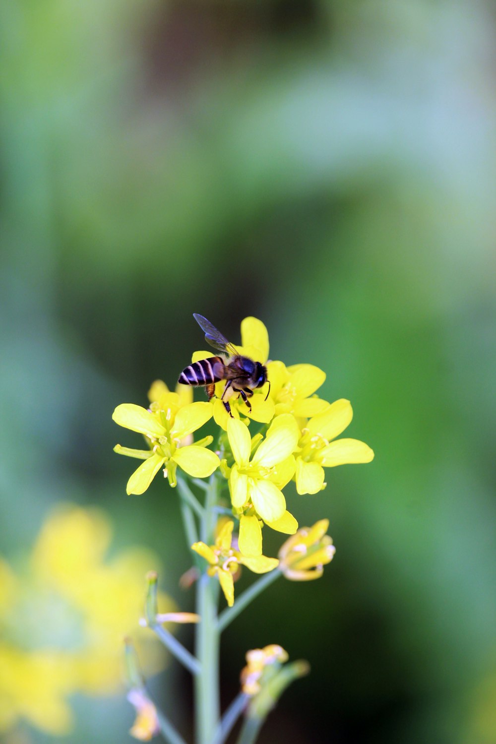 a bee is sitting on a yellow flower