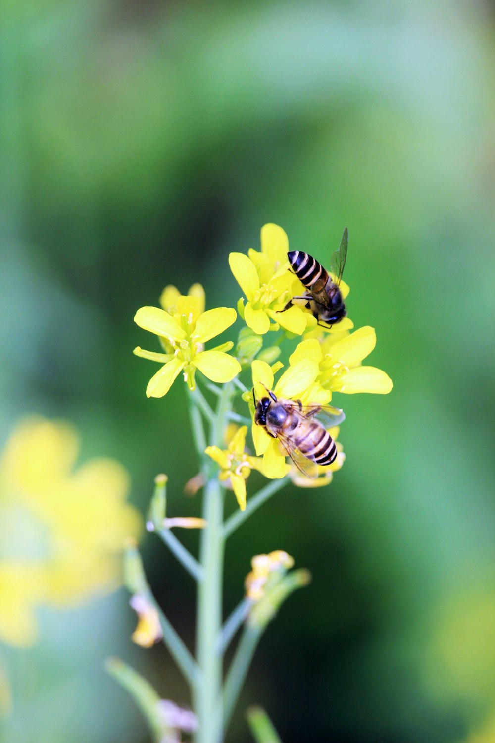 a couple of bees sitting on top of a yellow flower