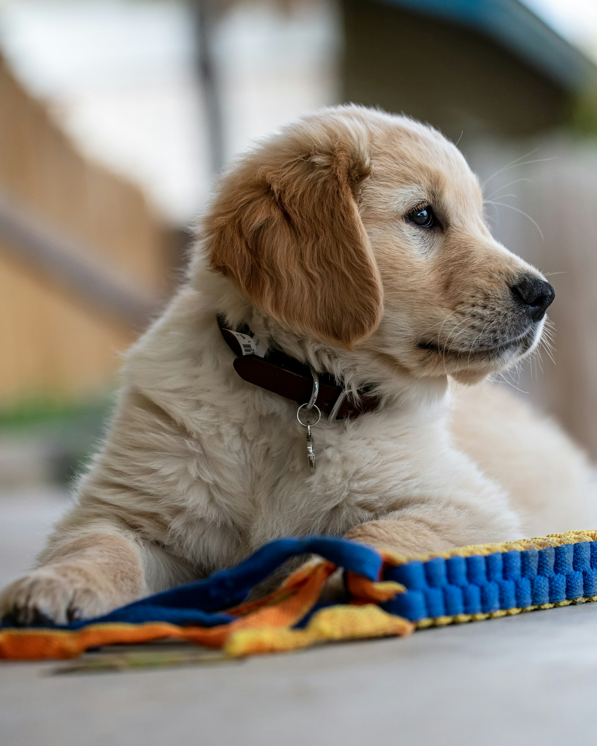Best Collar for a Golden Retriever Puppy