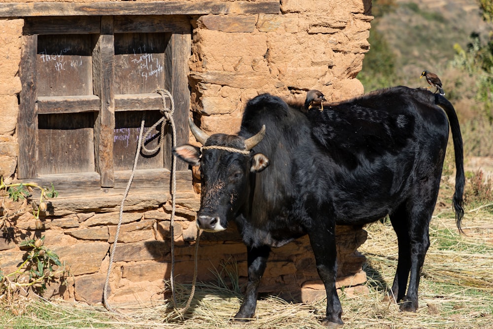 a black cow standing in front of a stone building