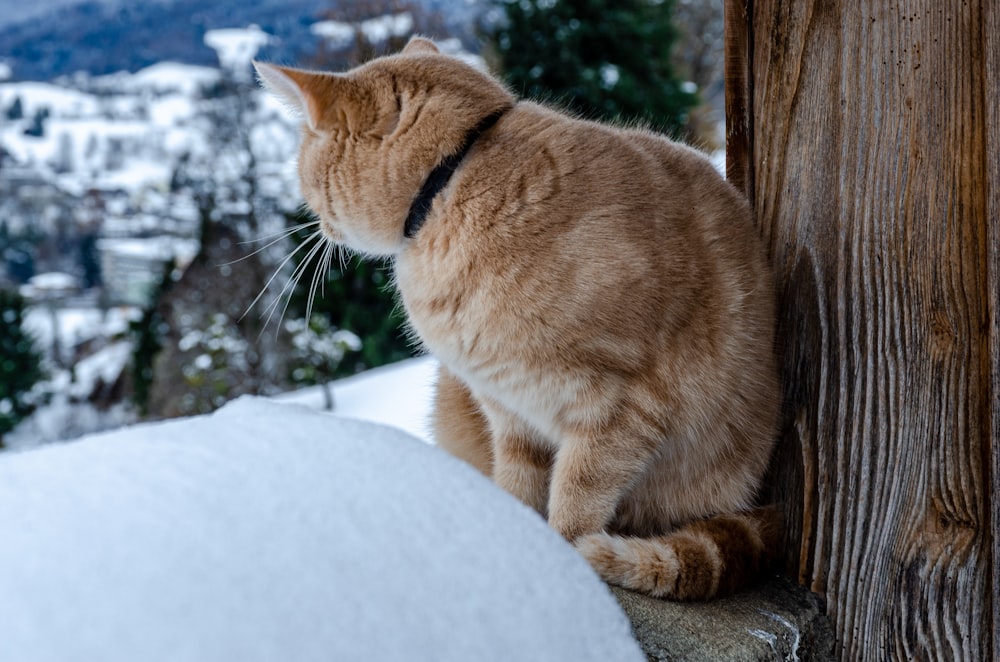 木の柵の上に座っている猫